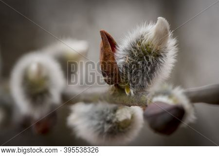 Beautiful Spring Nature Background With Willow Branches Under The Sun Lights. Pussy Willow Srpingtim