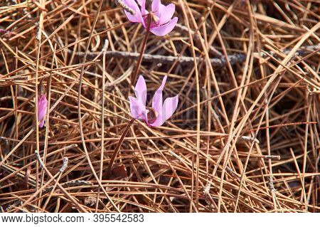 Cyclamen Cyprium Flowers