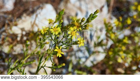 Dittrichia Viscosa