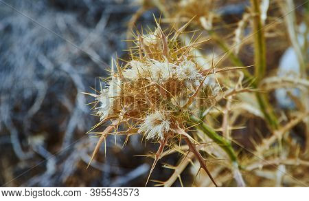 Dried Flower Onopordum Acanthium