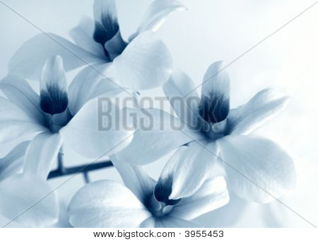 Fiore orchidea