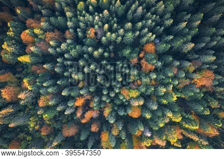 Aerial drone top down view. Yellow, orange and red autumn trees in colorful forest. Sunny day in autumn mountains
