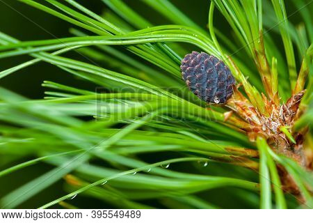 A Young Growing Cedar Cone On A Fluffy Green Branch Covered With Needles. Close-up, Selective Focus