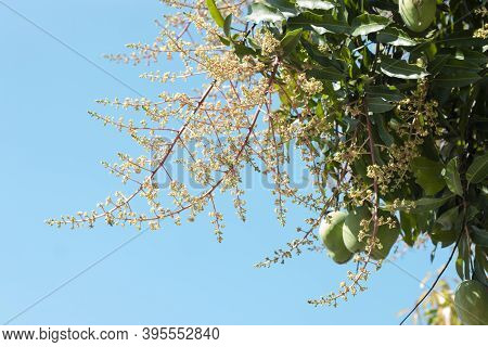 Inflorescence Of Mango Bloom On Tree With Sunlight On Blue Sky Background.