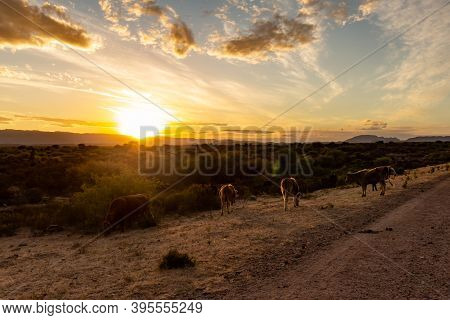 Shocking Sunset Between The Field. Landscape With Distant Mountains During Sunset.