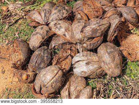 Kadenahalli, Karnataka, India - November 3, 2013: Closeup Of Heap Of Discarded Brown-gray Coconut Hu