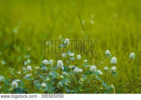 Selective Focus Green Grass And Little White Wild Flowers Meadow With Soft Style. Blossoming Tiny Wi