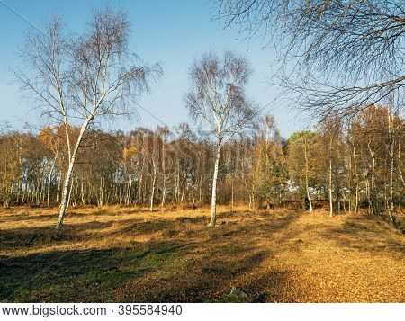 Clear Blue November Sky Over Silver Birch Trees At Skipwith Common National Nature Reserve, North Yo