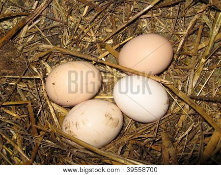 Nest of the hen with four eggs