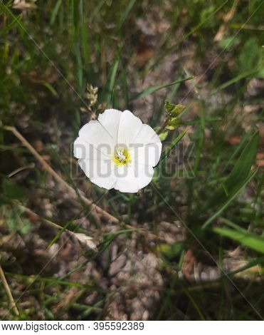 Convolvulus Cnerorum Known As Silverbush White Flower Blooming In Spring In Garden. Closeup Of Silve