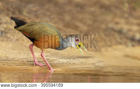 Close Up Of A Little Wood Rail Looking For Food On A River Bank, Pantanal, Brazil.