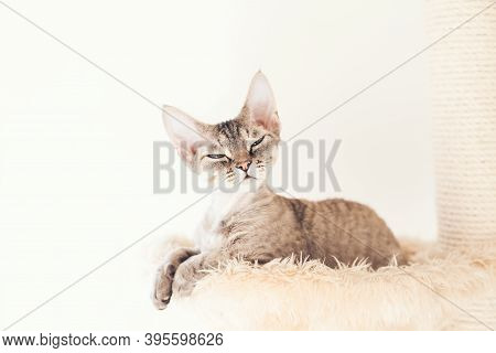 Pet, Cat Trees, Perches And Cat Scratches And Scratching Posts. 
Devon Rex Is Sitting On Comfy Place