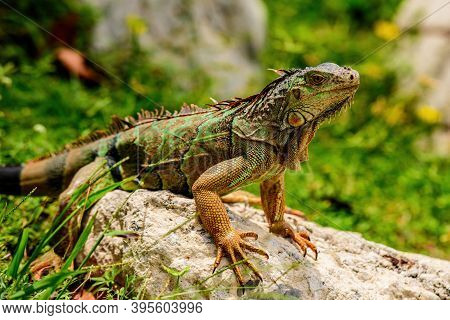 And In The Subfamily Iguanidae. Green Iguana, Also Known As The American Iguana, Herbivorous Species