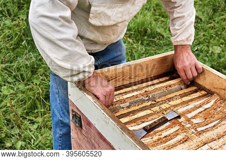Beekeeper Removes The Honeycomb Frame From The Opened Hive
