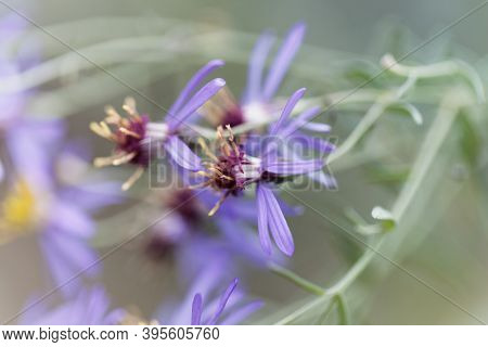 Flower Of The Aster Galatella Sedifolia