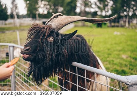 Funny Close Up Photo Of Black Hairy Goat In Zoo Eating Carrots From The Hands Of Visitors. The Valai