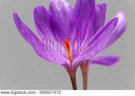 The Autumn Flowering Crocus Crocus Ligusticus
