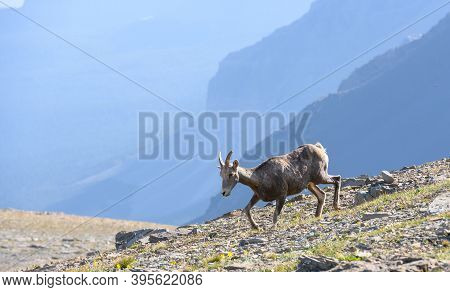 Bighorn Sheep Grazes In Dry Field In Montana At Siyeh Pass In Glacier National Park