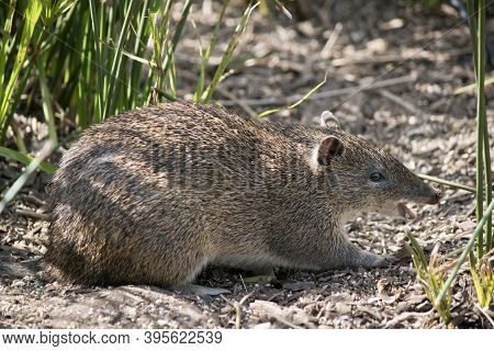 The Long Nosed Potoroo Are Very Friendly And Will Eat From Your Hand