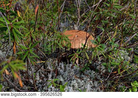 Mushroom With An Orange Hat, Bitten By Animals And Insects, In Grass And Moss.
