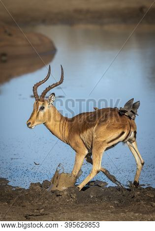 Impala Antelope Running In Mud At The Edge Of Water With Ox Peckers On Its Back In Kruger Park In So