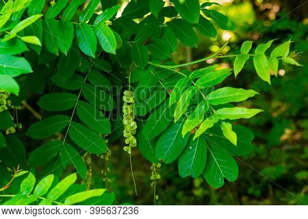 Branches Of Caucasian Walnut Or Pterocarya Fraxinifolia Tree. Family Juglandaceae In Park Or Garden.
