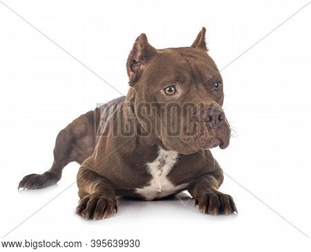 American Pit Bull Terrier In Front Of White Background