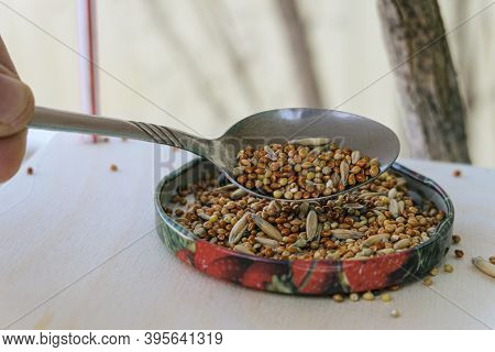 Adding Grain To The Bird Feeder For Wintering Birds. Real Life. Close-up.
