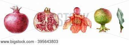 Pomegranate Fruit And Flower Watercolor Set. Hand Drawn Realistic Tasty Garnet Red Fruit. Pomegranat