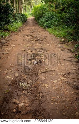 Hiking Path Along Coffee Plantation In Yercaud, Tamil Nadu, India. Selective Focus