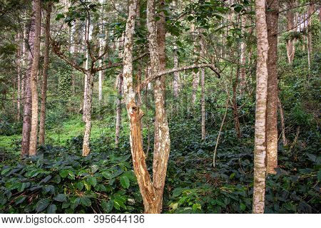 Beautiful View Of The Trees Providing Shade To Coffee Plantations In Yercaud Hill Station, Tamil Nad