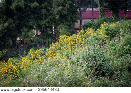 Beautiful View Of The Landscape With Flowers And A Resort In Background Along The Shevaroy Hills, Ye