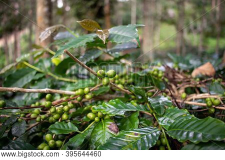 View Of The Coffee Beans In Plantation, Yercaud, Tamil Nadu, India. Selective Focus