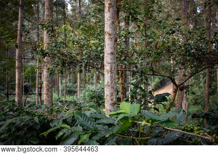 Beautiful View Of The Trees Providing Shade To Coffee Plantations In Yercaud Hill Station, Tamil Nad