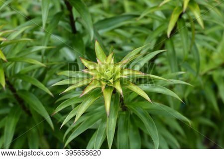 Henrys Lily Leaves - Latin Name - Lilium Henryi