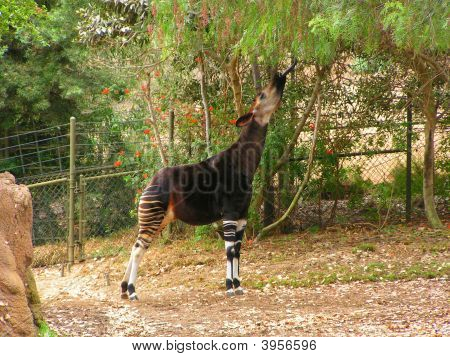 Okapi