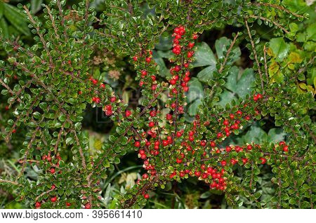 Fan Like Spreaded Twigs Of Cotoneaster Horizontalis, A Deciduous Shrub With Red Berries In Autumn