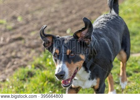 Happy Dog Is Running With Flappy Ears Trough A Garden With Green Grass