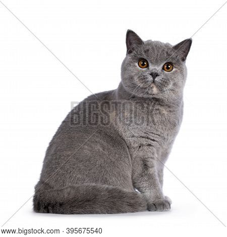 Impressive Blue Tortie British Shorthair Cat, Sitting Side Ways. Looking Towards Camera With Amazing