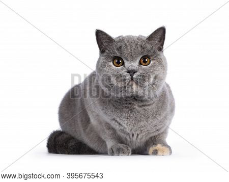 Impressive Blue Tortie British Shorthair Cat, Laying Down Facing Front. Looking Towards Camera With 