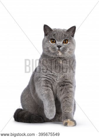 Impressive Blue Tortie British Shorthair Cat, Sitting Facing Front With One Paw Playful In Air. Look