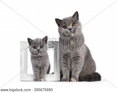 Impressive Adult Blue Tortie British Shorthair Cat, Sitting Beside Photo Frame With Little Kitten St