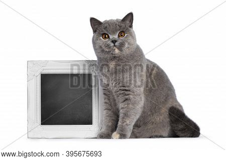 Impressive Adult Blue Tortie British Shorthair Cat, Sitting Beside Photo Frame Filled With Blackboar