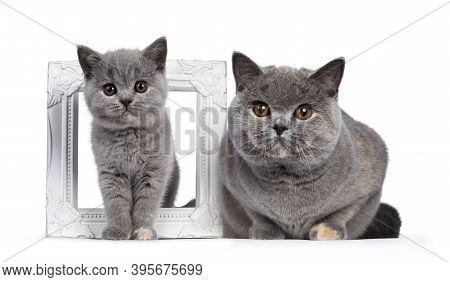 Impressive Adult Blue Tortie British Shorthair Cat, Laying Down Beside Photo Frame With Little Kitte