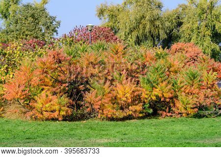Minimalist Monochrome Background With Large Red And Orange Leaves And Small Flowers Of Rhus Shrub, C