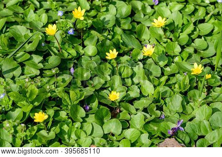 Close Up Of Delicate Yellow Flowers Of Ranunculus Repens Plant Commonly Known As The Creeping Butter