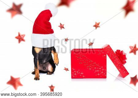 Christmas Santa Claus Praguer Ratter Dog As A Holiday Season Surprise Out Of A Gift Or Present Box  