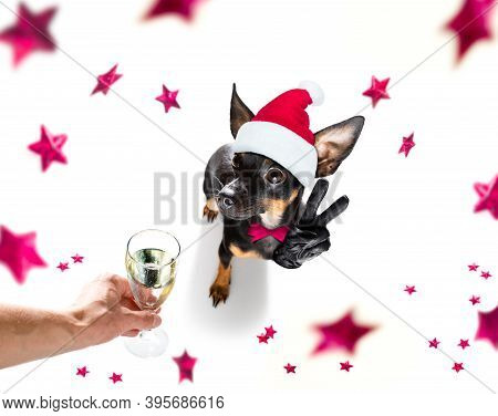 Prague Ratter , Praguer Rattler Dog Celebrating New Years Eve With Champagne Or Cocktail Cheering  I