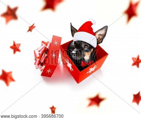 Christmas Santa Claus Praguer Ratter Dog As A Holiday Season Surprise Out Of A Gift Or Present Box  