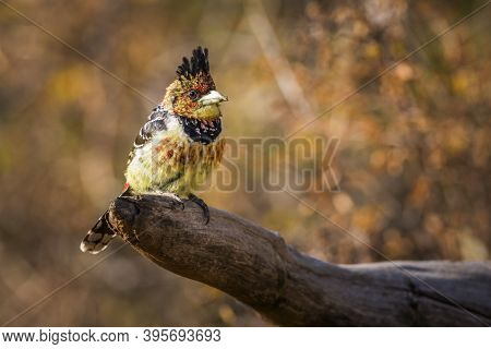 Crested Barbet Standing On A Log With Fall Colors Background In Kruger National Park, South Africa ;